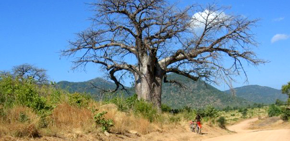 Baobab Tree, Malawi